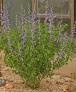 False Indigo Live Plant – Baptisia australis Wildflower Shrub – 12-24