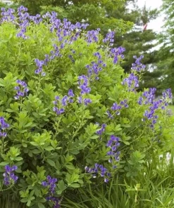 False Indigo Live Plant – Baptisia australis Wildflower Shrub – 12-24