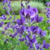False Indigo Live Plant – Baptisia australis Wildflower Shrub – 12-24" Tall Bare Root - Image 1