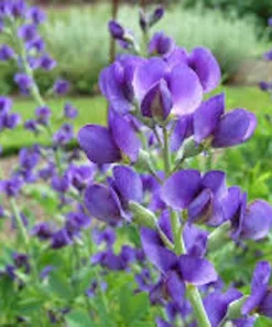 False Indigo Live Plant – Baptisia australis Wildflower Shrub – 12-24