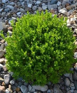 Faux Boxwood Hedge Panel - UV Resistant Artificial Greenery 5-8in - Image 3