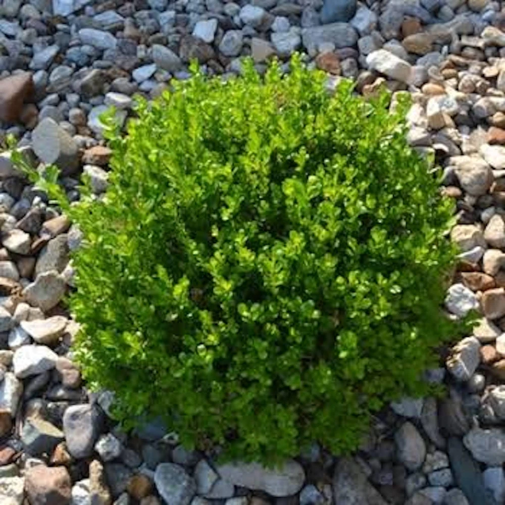 Faux Boxwood Hedge Panel - UV Resistant Artificial Greenery 5-8in - Image 3