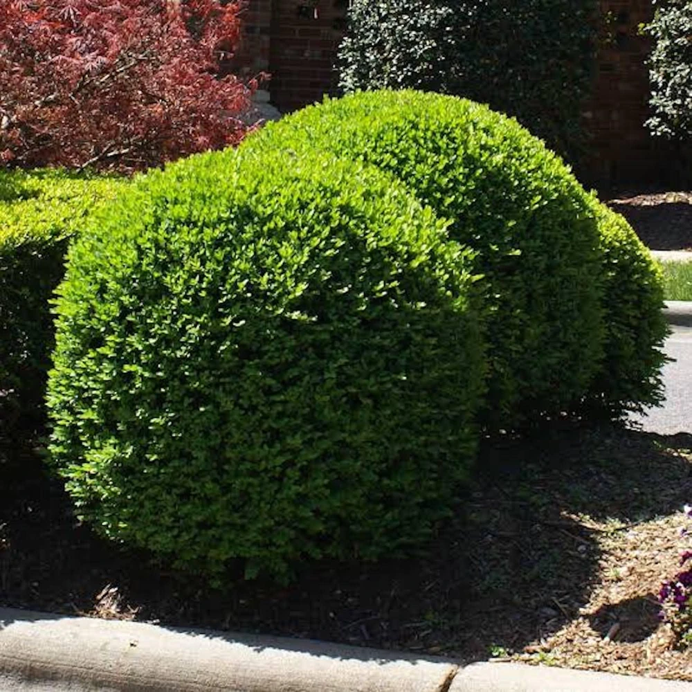 Faux Boxwood Hedge Panel - UV Resistant Artificial Greenery 5-8in - Image 5