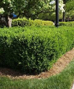 Faux Boxwood Hedge Panel - UV Resistant Artificial Greenery 5-8in - Image 6