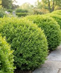 Faux Boxwood Hedge Panel - UV Resistant Artificial Greenery 5-8in - Image 1