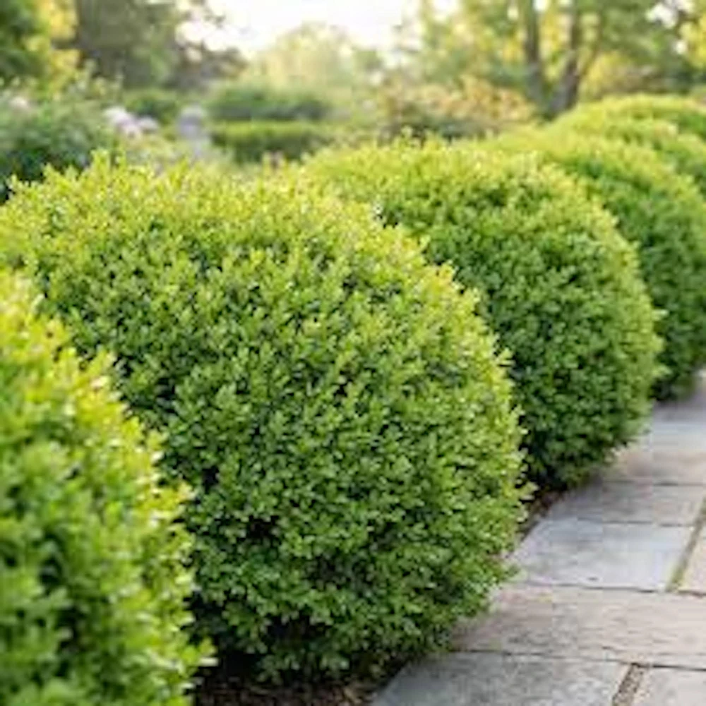 Faux Boxwood Hedge Panel - UV Resistant Artificial Greenery 5-8in - Image 1