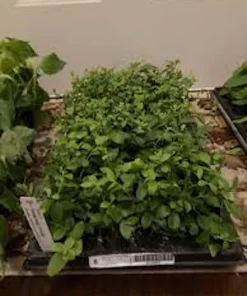 Florida Rose Rabbiteye Blueberry Highbush Starter Plant - Fruit Perennial - Image 3