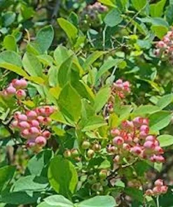 Florida Rose Rabbiteye Blueberry Highbush Starter Plant - Fruit Perennial - Image 4