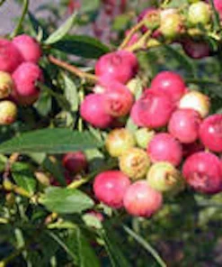 Florida Rose Rabbiteye Blueberry Highbush Starter Plant - Fruit Perennial - Image 1