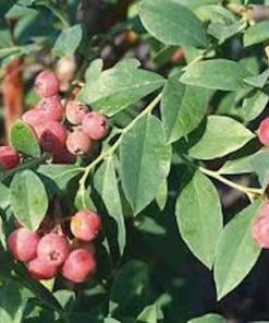 Florida Rose Rabbiteye Blueberry Highbush Starter Plant - Fruit Perennial - Image 5
