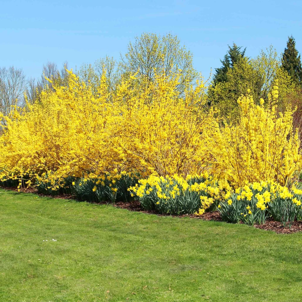 Forsythia Live Plant Bush – 3 Pack 12-24 inch Starter Plants – Quart Pot - Image 4