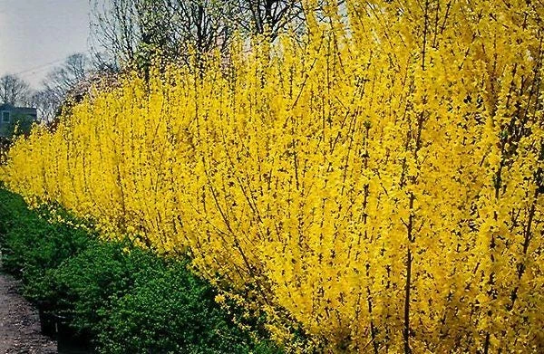 Forsythia Live Plant Bush – 3 Pack 12-24 inch Starter Plants – Quart Pot - Image 5