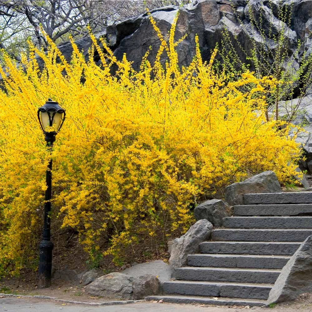 Forsythia Live Plant Bush – 3 Pack 12-24 inch Starter Plants – Quart Pot - Image 1