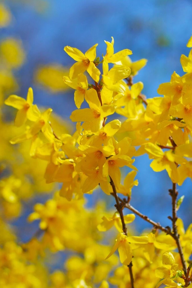 Forsythia Live Plant Bush – 3 Pack 12-24 inch Starter Plants – Quart Pot - Image 7