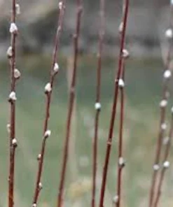 French Pussy Willow Live Plant 6-12