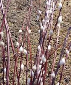 French Pussy Willow Live Plant 6-12