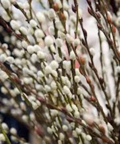 French Pussy Willow Live Plant 6-12