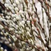 French Pussy Willow Live Plant 6-12" Tall (Quart Pot) - Salix caprea Shrub - Image 1