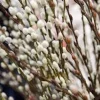 French Pussy Willow Live Plant – Salix caprea Deciduous Shrub – 6-12in Tall Quart Pot - Image 1