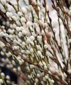 French Pussy Willow Live Plant – Salix caprea Deciduous Shrub – 6-12in Tall Quart Pot - Image 1