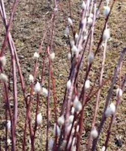 French Pussy Willow Live Plant – Salix caprea Deciduous Shrub – 6-12in Tall Quart Pot - Image 3