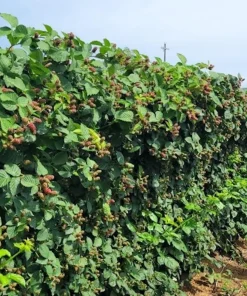 Galaxy Thornless Blackberry Live Plant Starter Plug - Rubus 'Galaxy' - Image 3