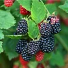 Galaxy Thornless Blackberry Live Plant Starter Plug - Rubus 'Galaxy' - Image 1