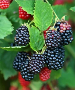 Galaxy Thornless Blackberry Live Plant Starter Plug - Rubus 'Galaxy' - Image 1