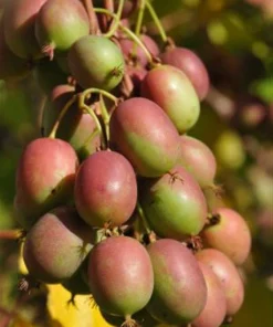 Geneva Hardy Kiwi Female Live Plant – Rooted Starter Vine – Zones 4-8 - Image 3