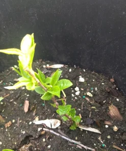 Geneva Hardy Kiwi Female Live Plant – Rooted Starter Vine – Zones 4-8 - Image 4