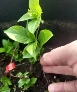 Geneva Hardy Kiwi Female Live Plant – Rooted Starter Vine – Zones 4-8 - Image 5