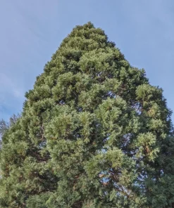 Giant Sequoia Tree Live Plant – 6-12