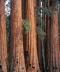 Giant Sequoia Tree Live Plant – 6-12