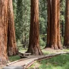 Giant Sequoia Tree Live Plant – 6-12" Tall Starter Plug – Outdoor Sierra Redwood - Image 1