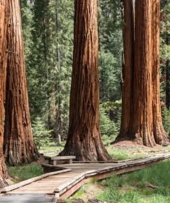Giant Sequoia Tree Live Plant – 6-12