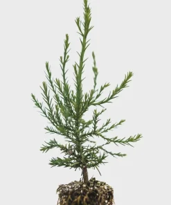 Giant Sequoia Tree Live Plant – 6-12