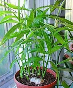 Ginger Root Live Plant (Zingiber officinale) Starter Plug - Yellow Ginger - Image 1