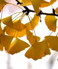 Ginkgo Biloba Tree Live Plant - 12-24 inch Tall, Quart Pot, Outdoor - Image 4