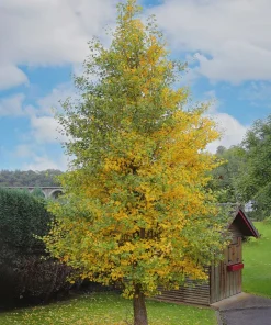 Ginkgo Biloba Tree Live Plant - 12-24 inch Tall, Quart Pot, Outdoor - Image 7