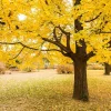 Ginkgo Biloba Tree Live Plant - 12-24 inch Tall, Quart Pot, Outdoor - Image 1