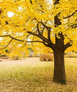 Ginkgo Biloba Tree Live Plant - 12-24 inch Tall, Quart Pot, Outdoor - Image 1