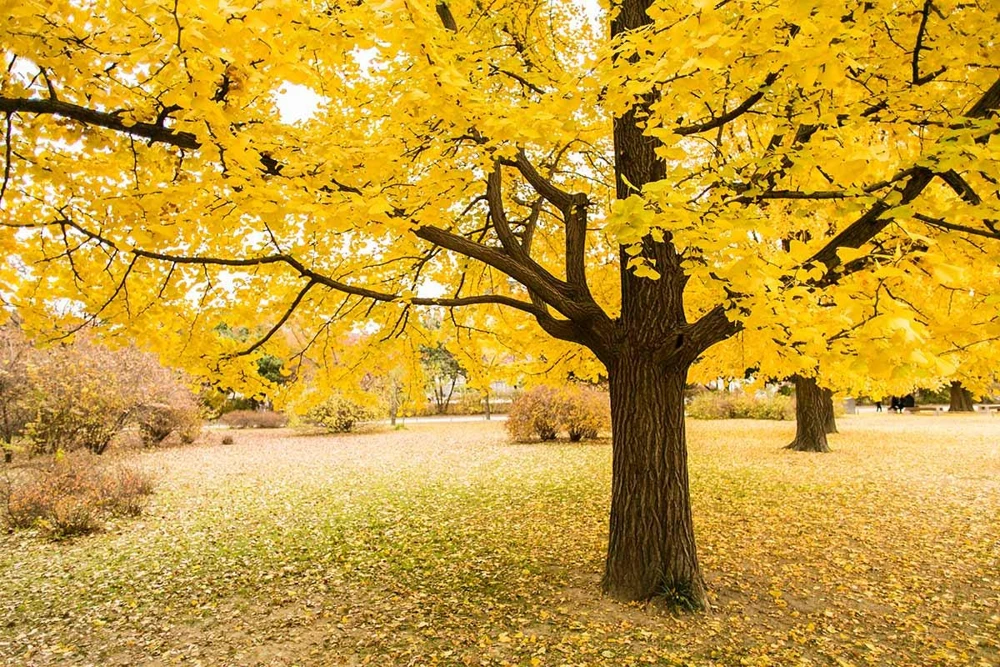 Ginkgo Biloba Tree Live Plant - 12-24" Tall Starter Plant in Quart Pot - Image 1