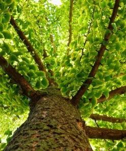 Ginkgo Biloba Tree Live Plant - 12-24