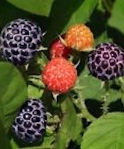Glencoe Thornless Raspberry Live Plant - Purple Fruit Edible Bush Perennial - Image 3