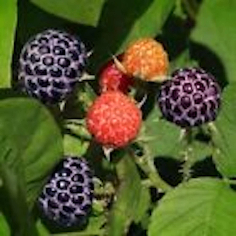 Glencoe Thornless Raspberry Live Plant - Purple Fruit Edible Bush Perennial - Image 3