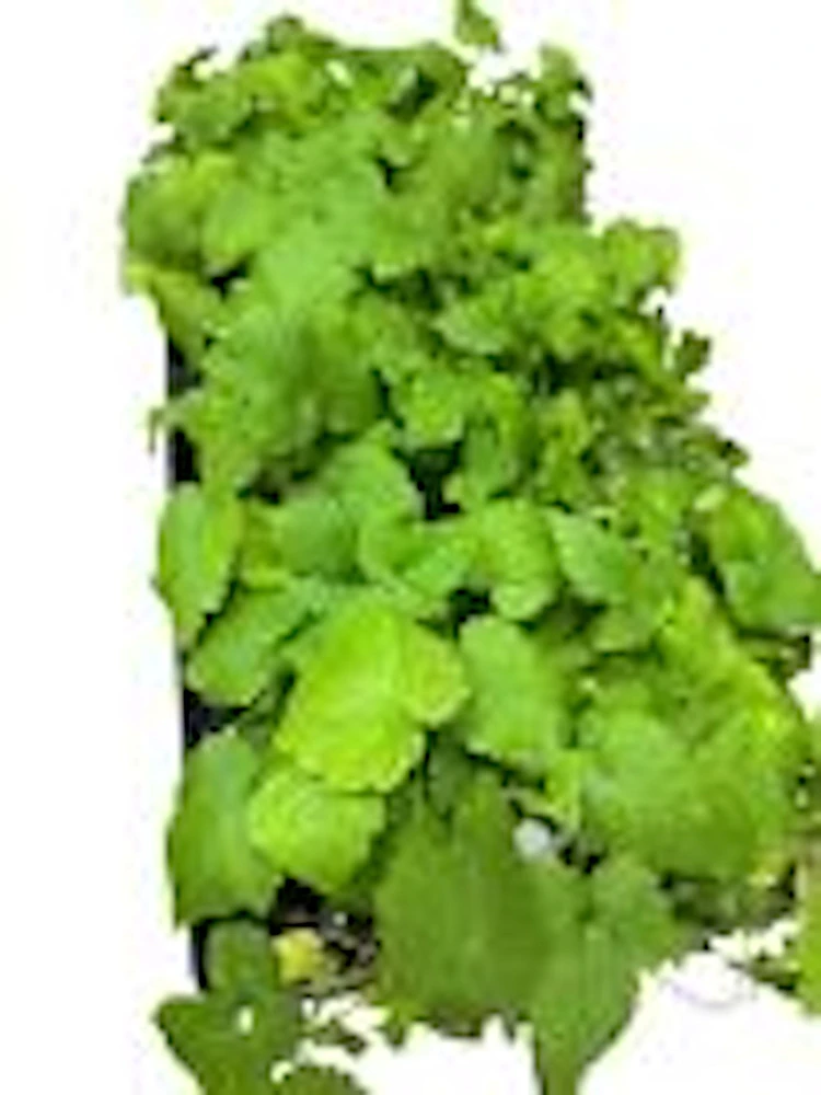 Glencoe Thornless Raspberry Live Plant - Purple Fruit Edible Bush Perennial - Image 4