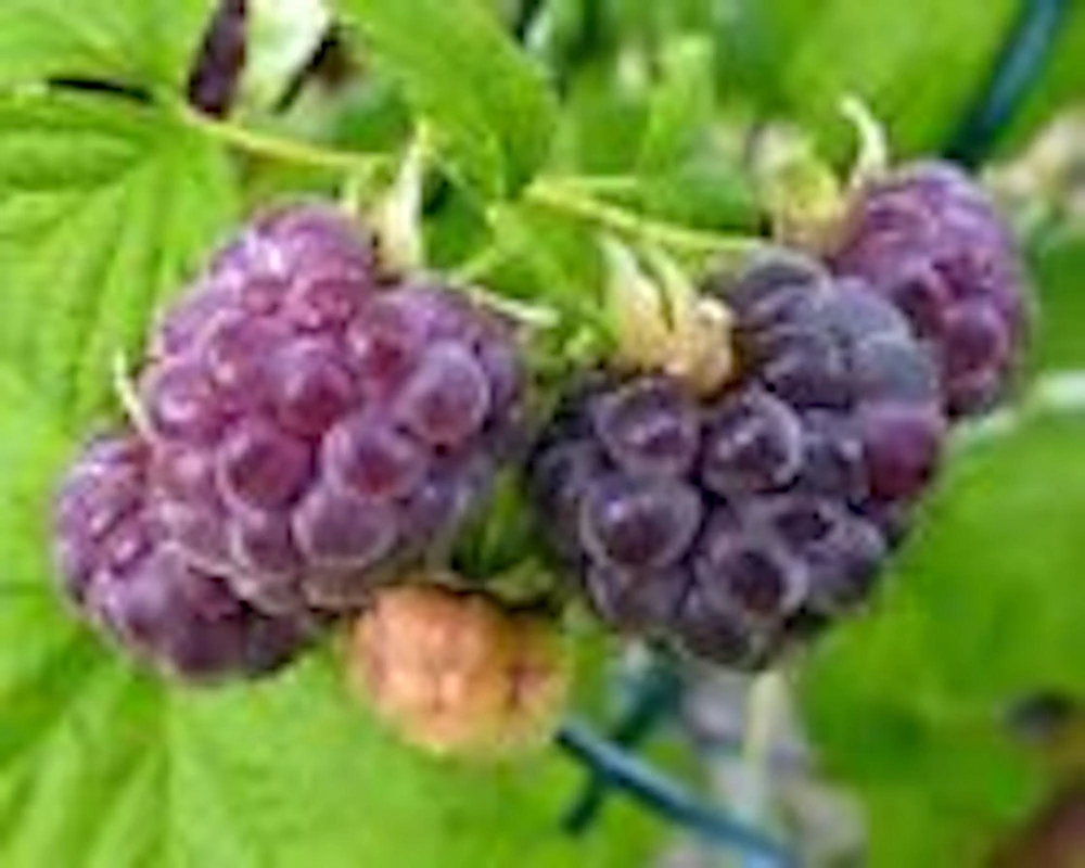 Glencoe Thornless Raspberry Live Plant - Purple Fruit Edible Bush Perennial - Image 5