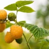 Golden Anne Raspberry Live Plant – Sweet Yellow Berries – Everbearing Starter Plug - Image 1