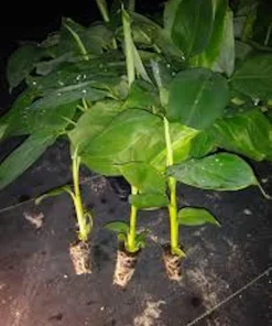 Goldfinger Banana FHIA-01 Live Plant Starter Plug - Disease Resistant, Cold Hardy - Image 4