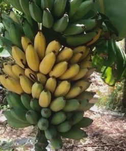 Goldfinger Banana FHIA-01 Live Plant Starter Plug - Disease Resistant, Cold Hardy - Image 1
